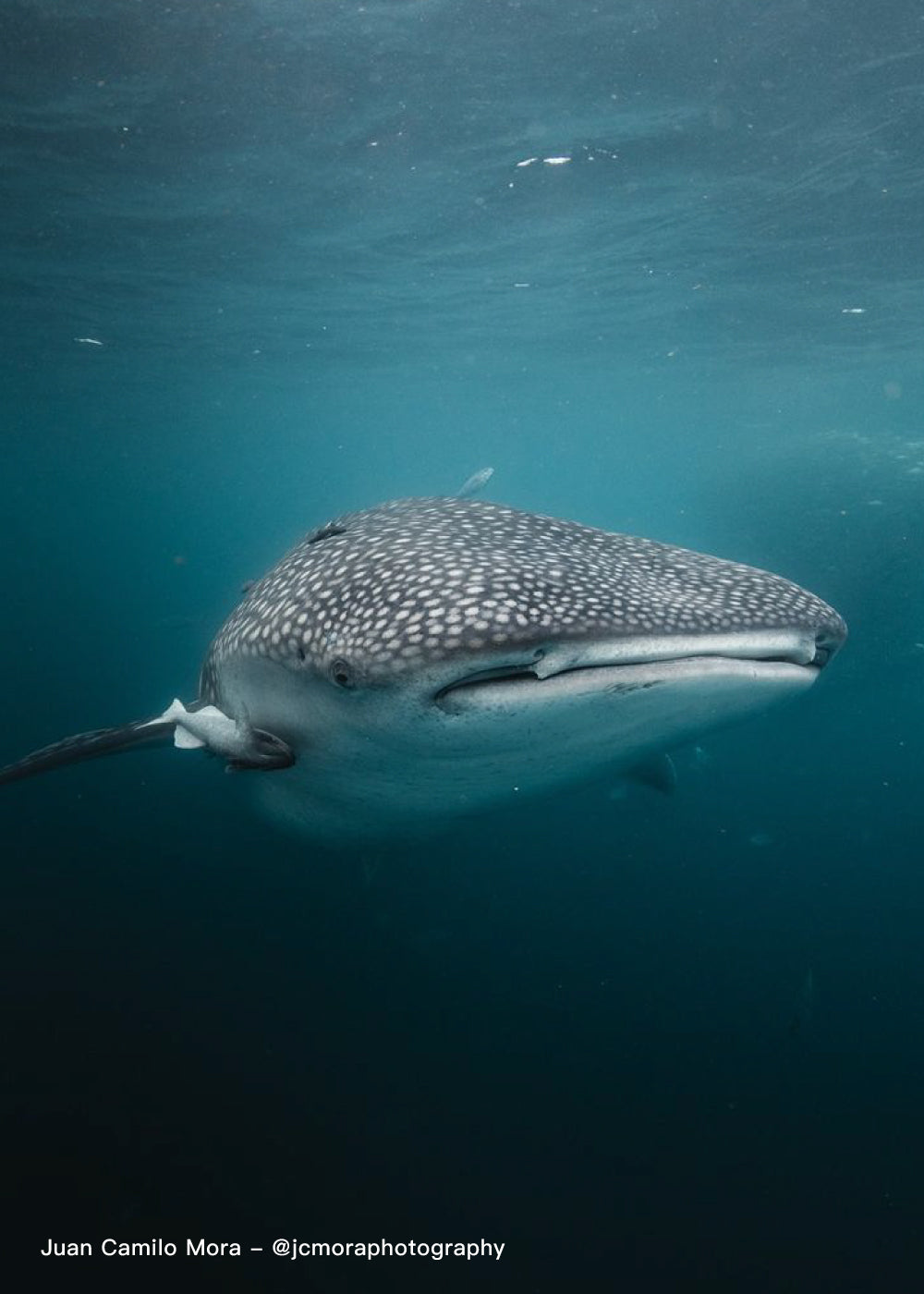 TIBURON-BALLENA.jpg